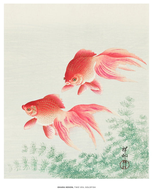 Two Veil Goldfish Art Print