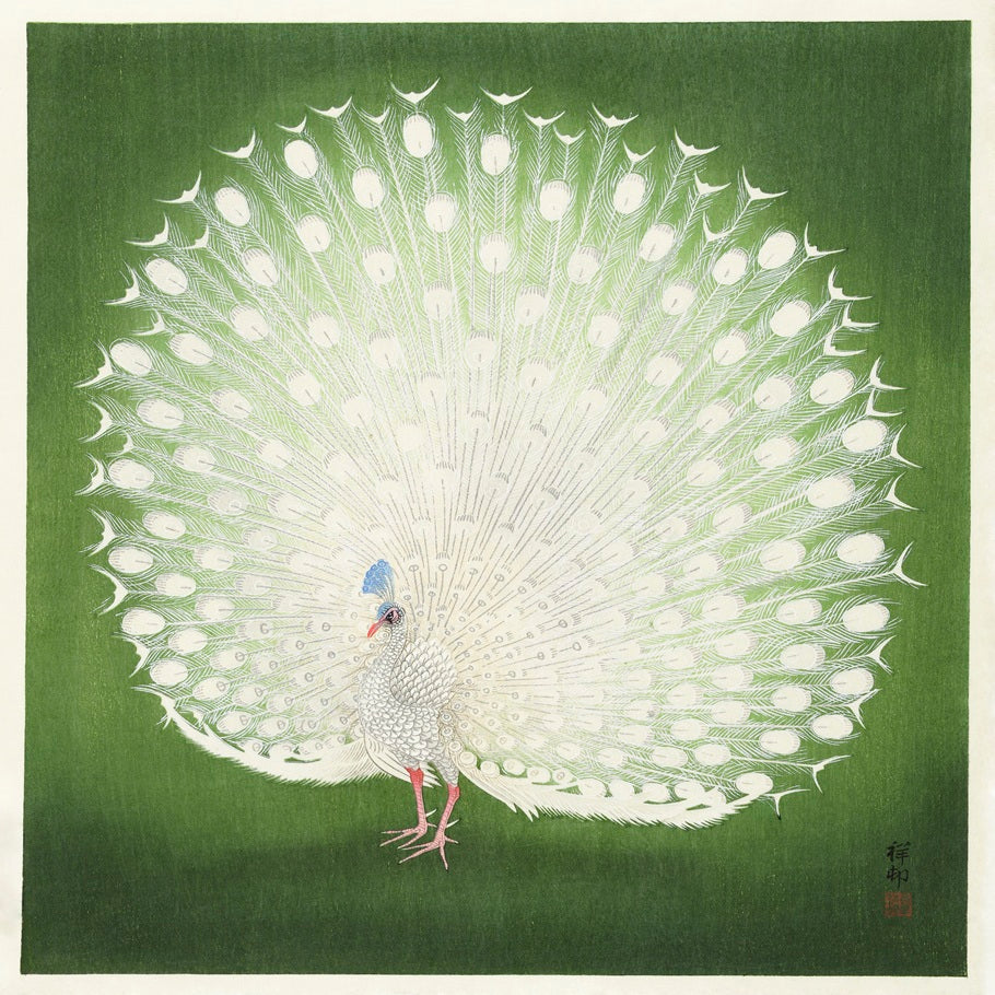 White Peacock on Green Art Print